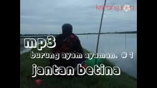 Mp3 burung ayam ayaman pikat malam Ampuh