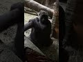 Adult female Gorilla knocks twice on Glass wall.