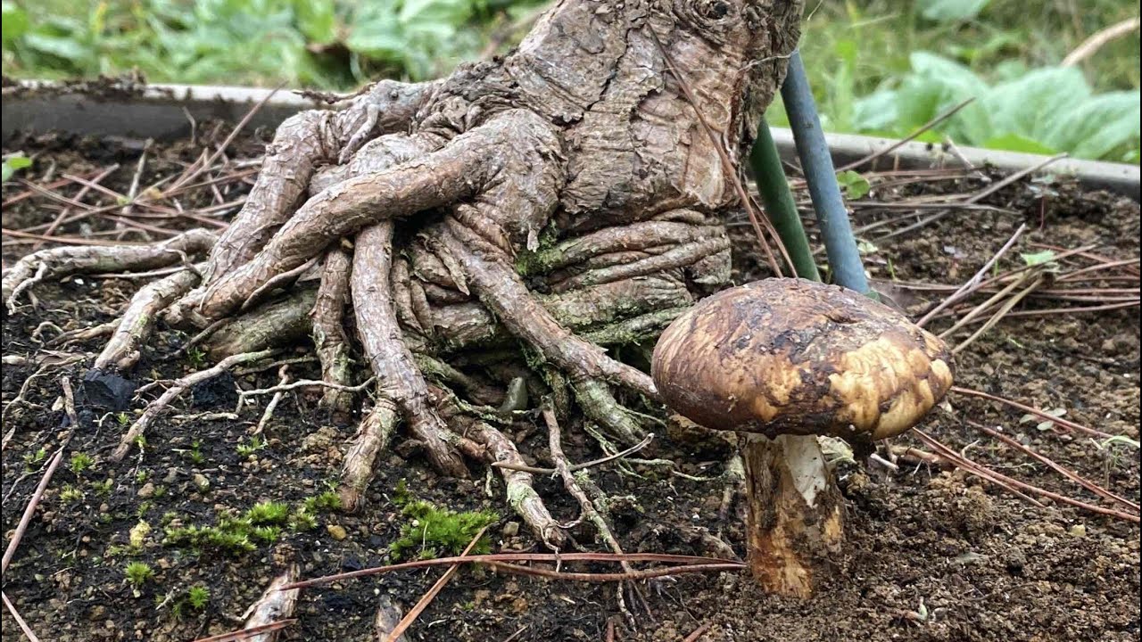 スーパーで買った松茸を松に植えてみたら松茸は収穫できる？