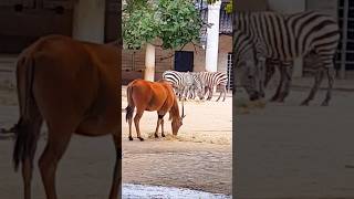 Beautiful animals at the zoo in Berlin, Germany