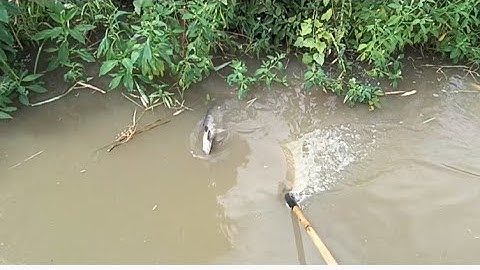 Mưa Nước Lên Đi Kích Cá Trên Ruộng Dính Toàn Cá Ngon Không @