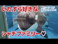 いたずら好きなシャチファミリー♡【2022年3月10日】Orcas at Kamogawa Sea World in Japan