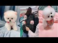 Tik Tok Chó Phốc Sóc Mini 😍 Funny and Cute Pomeranian 38