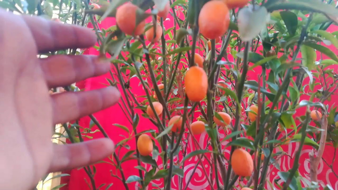 china orages tree | oranges tree at home growing tips - YouTube