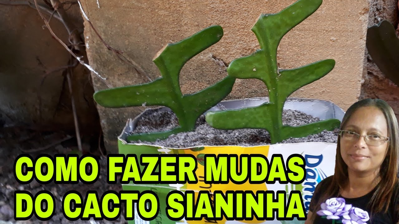 COMO FAZER MUDAS DO CACTO SIANINHA.🌵🌵🌵🌵 - thptnganamst.edu.vn