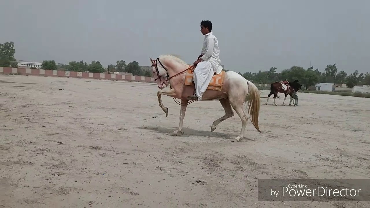 Horse=WhiteGold,Toray ka selected ghora.Beautiful white horse of