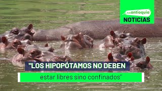  Los Hipopótamos No Deben Estar Libres Sino Confinados - Teleantioquia Noticias