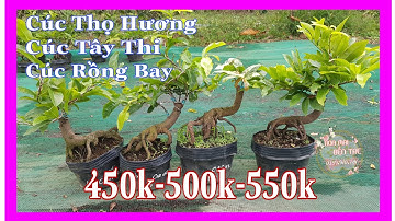 26/2 Cúc Thọ Hương, Cúc Rồng Bay, Cúc Tây Thi, Bạch Mai Đọt Hồng 0359910781