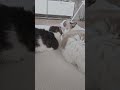 꽁냥꽁냥~^^ #shorts #shortvideo #고양이 #동물 #cat