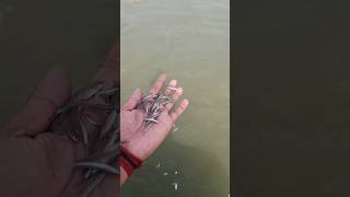Look at the mind of this brother, he caught so many fish with clothes