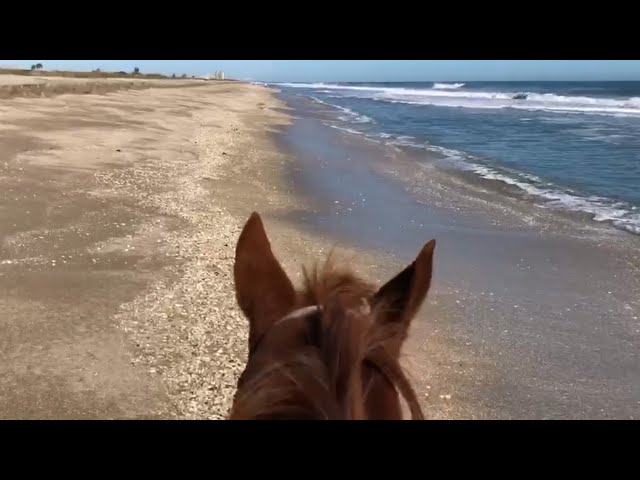 Virtual Florida: Hutchinson Island Horseback Riding