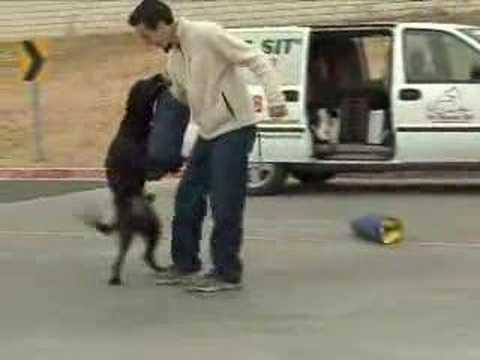 funny-dog-training-video---humping-dog