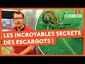 Les Incroyables Secrets Des Escargots C Est Pas Sorcier Les Incroyables Secrets Des Escargots C Est Pas Sorcier