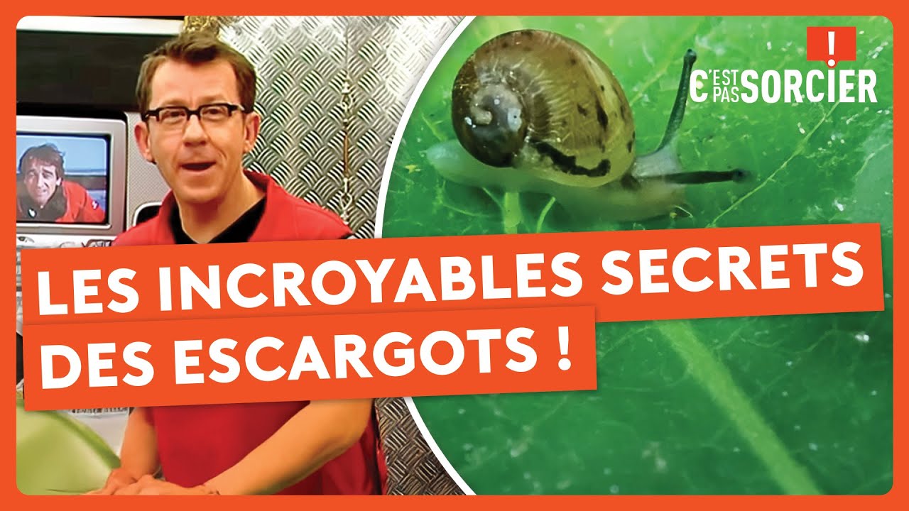 Les incroyables secrets des escargots ! - C'est pas sorcier