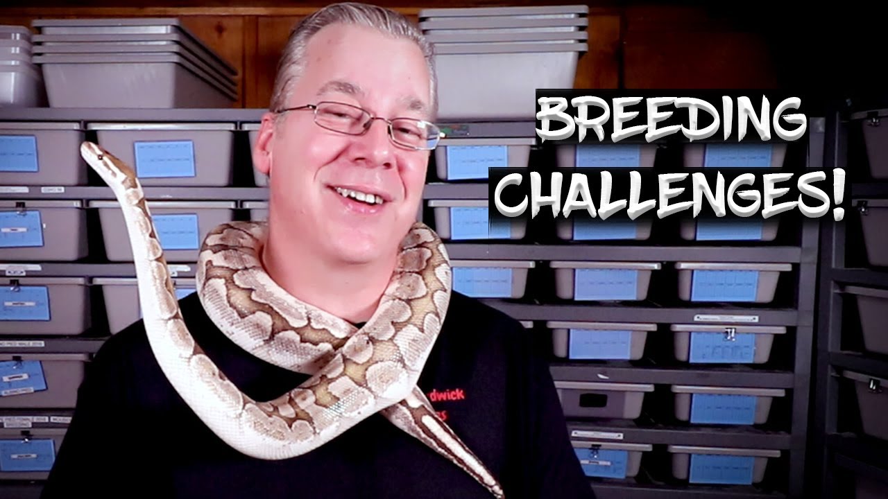Top 10 Challenges of Breeding Ball Pythons
