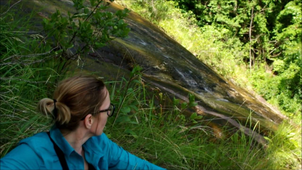 Greenville County, South Carolina, Sarracenia jonesii