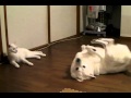 くねんくねんする犬を見つめる猫