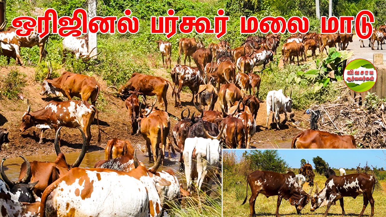 பர்கூர் மலை மாடுகள் தமிழ்நாட்டு மலைகளில் மேய்ச்சலுக்கு அனுமதியில்லையாம் #vivasayaarvalargal #cows
