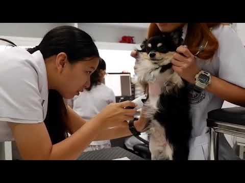 วีดีโอ: อาหารทางการแพทย์สำหรับแมว: ข้อบ่งชี้ในการใช้งานการทบทวนแบรนด์ที่ดีที่สุดบทวิจารณ์ของสัตวแพทย์และเจ้าของ