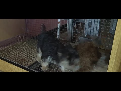Video: Divi lieli ASV pilsētu aizliegumi kucēnu dzirnavām mājdzīvnieku veikalos