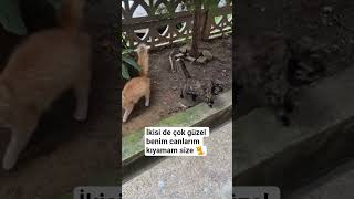 #catviral #kedi #keşfet #sokakkedisi #aboneol #patilidostlar #sokakhayvanları #sevimlikedi #cat