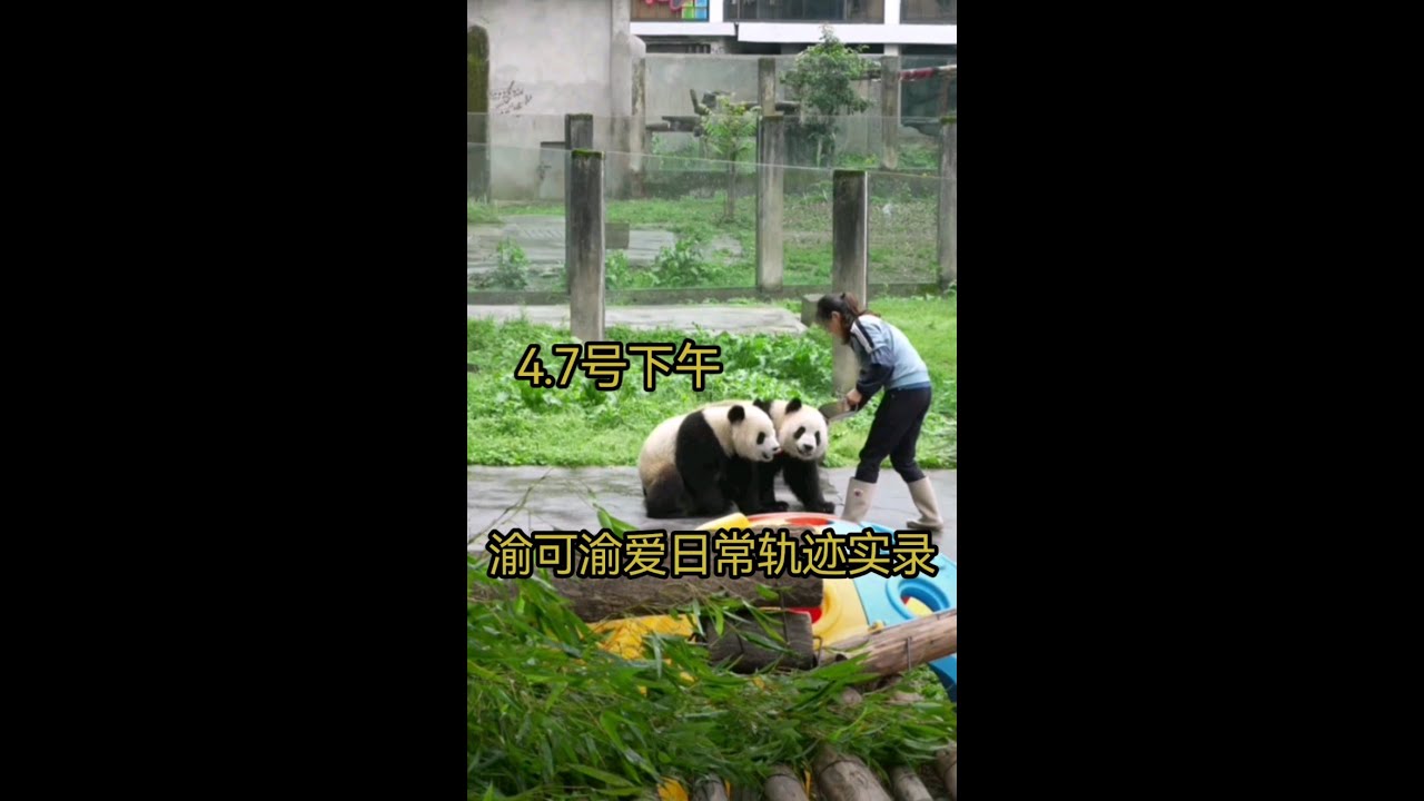 4.7号下午渝可渝爱比较文静。爱姐和可可一起吃竹叶，爱姐吃困了就在哥哥身边睡着了，只剩下哥哥一只熊津津有味的继续干饭。