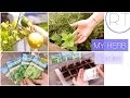 Herb Garden Tour + DIY Garden Starting Ideas