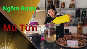 Cách Ngâm Rượu Rễ Mú Từn Đơn Giản Hiệu Quả