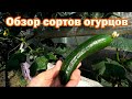 Обзор сортов огурцов - 2022