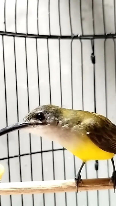 Pancingan suara pijantung pisang