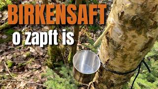 BIRKENSAFT - Das leckere Erfrischungsgetränk aus der Natur - Birkensaft zapfen im Frühling
