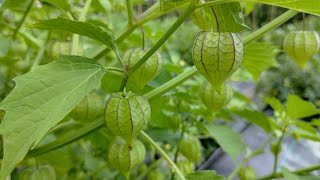 Ground Cherry vs. Golden Berry, Lessons Learned