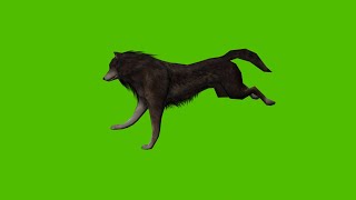 Wolf Run Animation Green screen l HD