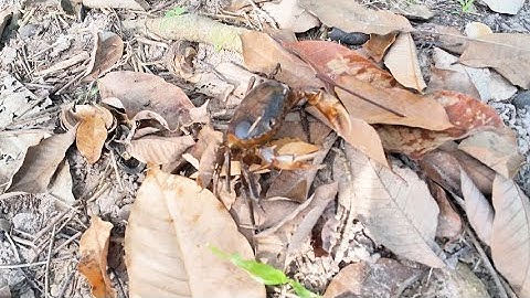 Vandaag krabben vangen in het rijstveld!