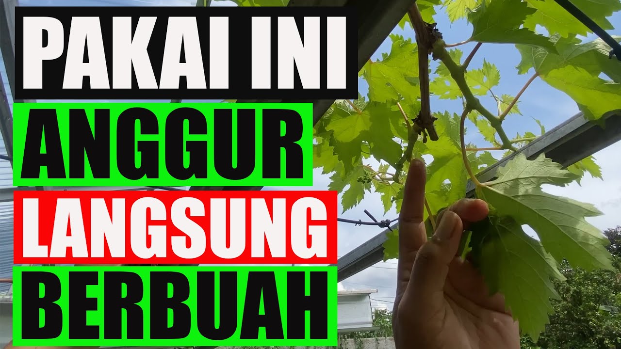 PAKAI INI TANAM ANGGUR CEPAT BERBUAH