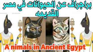 ازاي تكتب براجراف بسهوله عن a nimals in Ancient Egypt learnenglish للصف السادس الابتدائي ترم ثاني