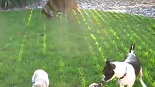 Macy, Penny And Baxter Playing With The Big Dogs Part 1