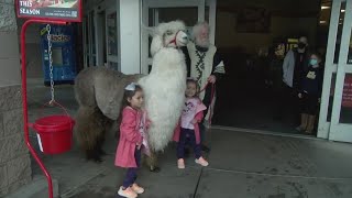 'Caesar' the nodrama llama makes appearance in Salem to help raise money for Salvation Army