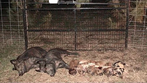 JAGER PRO™ Hog Trapping (21)- Capture Success Matrix™ Efficiency