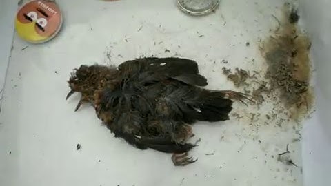 Dooie mus-Emulator III