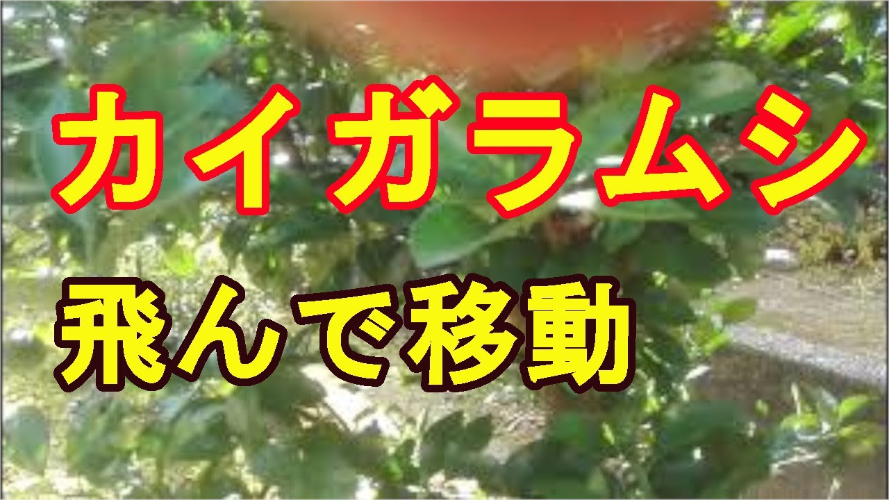 カイガラムシの駆除対策方法とは 白い虫が飛ぶ ミカンの木を消毒する Youtube