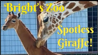 We visited the RARE SPOTLESS GIRAFFE at Brights Zoo in Tennessee!!!