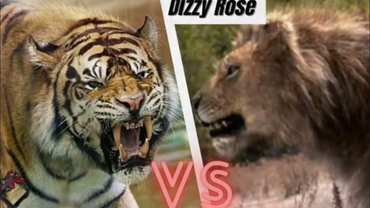 Lion Vs Tiger Fight To Death Video Lion Vs Tiger Fight To Death: King And Don Of Jungle Engage in Intense