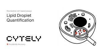 Cytely Assay Example: Lipid Droplet Quantification