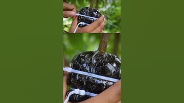 Grow Lychee Tree Faster With This Method