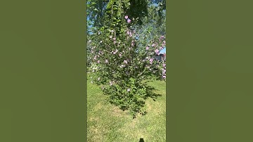 Ozzy calling his wife a flower!