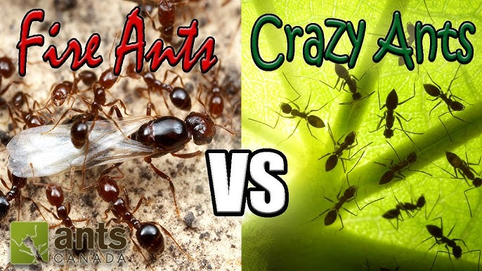 Rasberry Crazy Ants (Texas Country Reporter) 