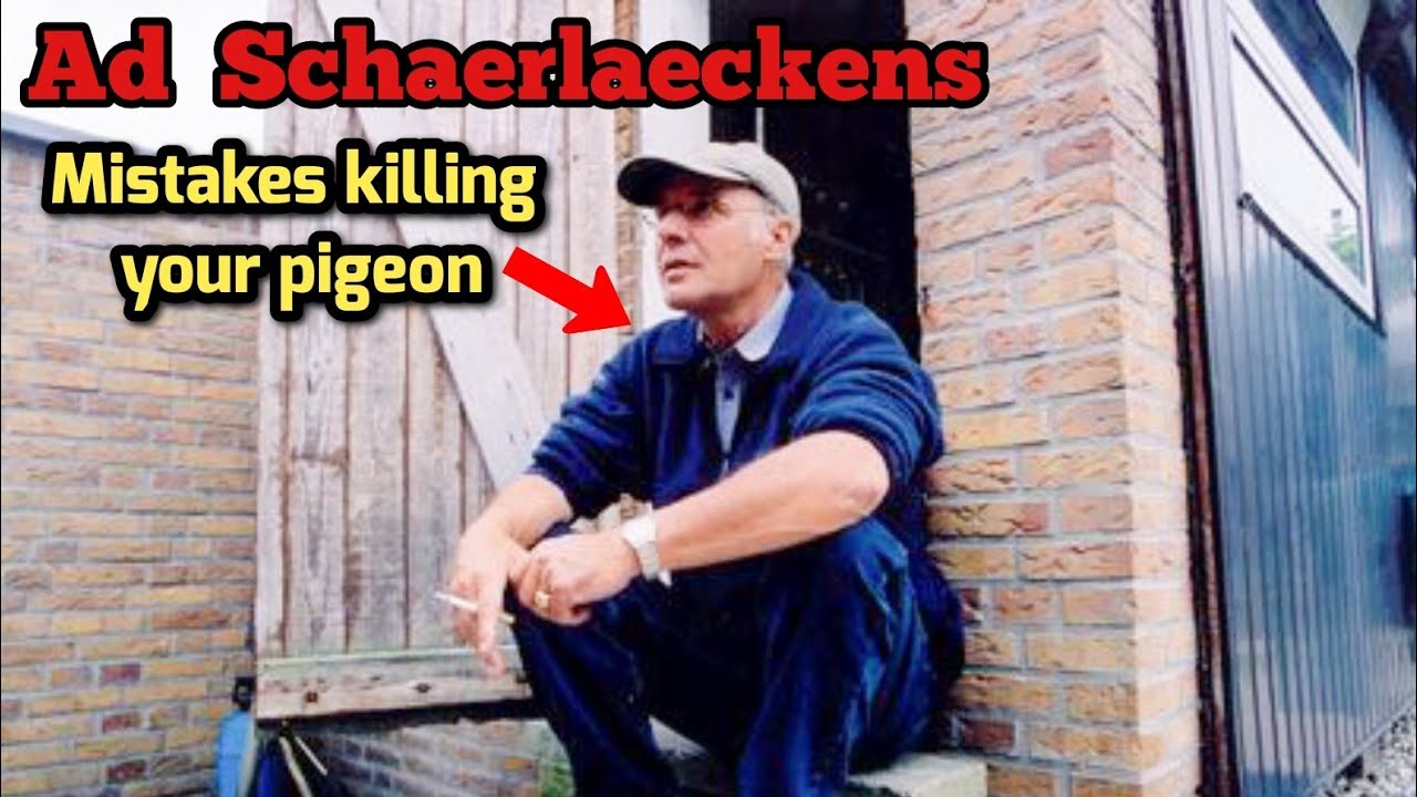 Главные секреты голубиных гонок от Эда Шерлаекенса : Главные секреты голубиных гонок от Эда Шерла...