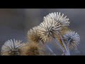 "Last Frost" Short nature film 4K UHD Watch on 4K or 8K Display