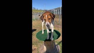 Doc and Dottie making the most of their time at the shelter